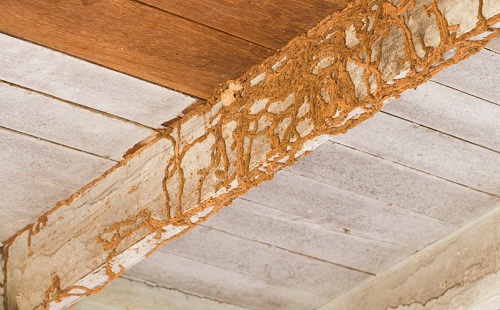 Affordable Termite Control - Riverside Image